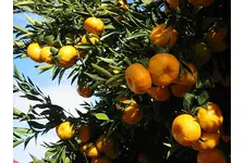 Mandalina Ağacı Türleri ve Özellikleri