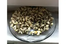 Mandalina Çekirdeği Kullanımı ve Faydaları Nelerdir?