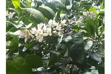 Mandalina Çiçeği Kullanımı ve Faydaları Nelerdir?