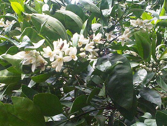 Mandalina iei