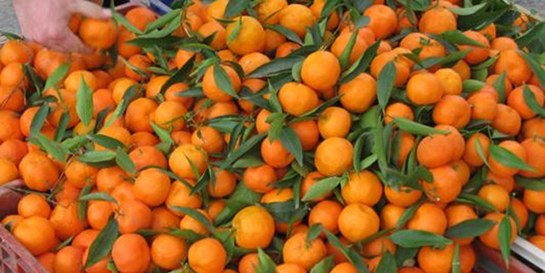 Mandalina Yağı Kullanımı ve Faydaları Nelerdir?