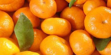 Satsuma Mandalina